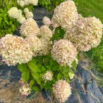 Hortenzia metlinatá (Hydrangea paniculata) ´PHANTOM´ - výška 15-25 cm, kont. C2L